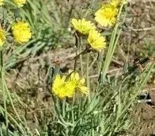 南疆特有的野生动植物,中国荒漠植物图鉴盘点