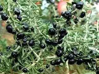 南疆特有的野生动植物,中国荒漠植物图鉴盘点