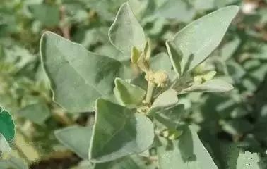 南疆特有的野生动植物,中国荒漠植物图鉴盘点