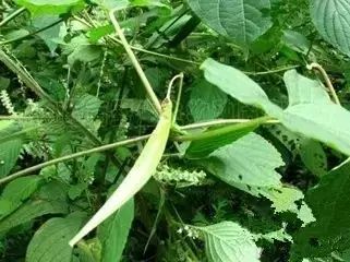南疆特有的野生动植物,中国荒漠植物图鉴盘点