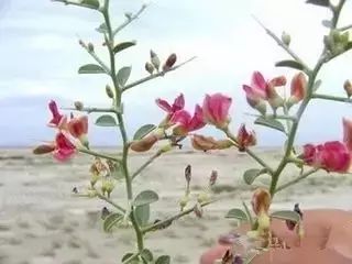 南疆特有的野生动植物,中国荒漠植物图鉴盘点