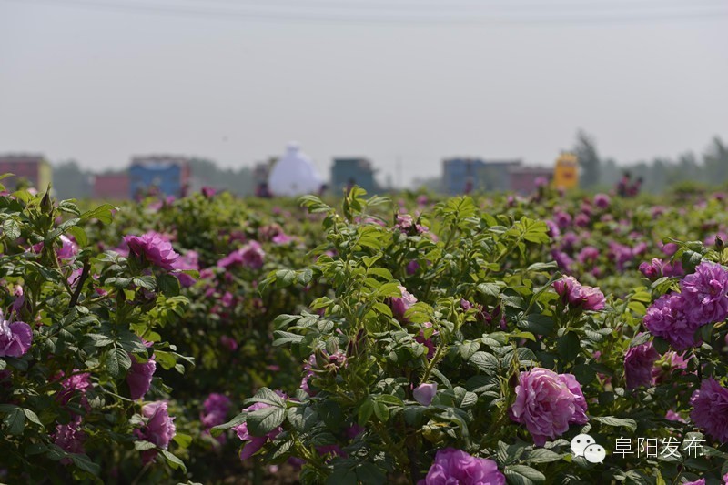 界首有个*瑰园玫**，美爆了！没去别后悔~