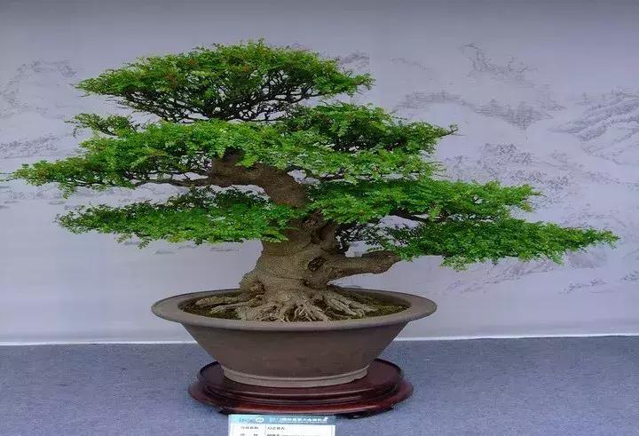 盆景知识与制作图片高清,盆景三枝定位法图解