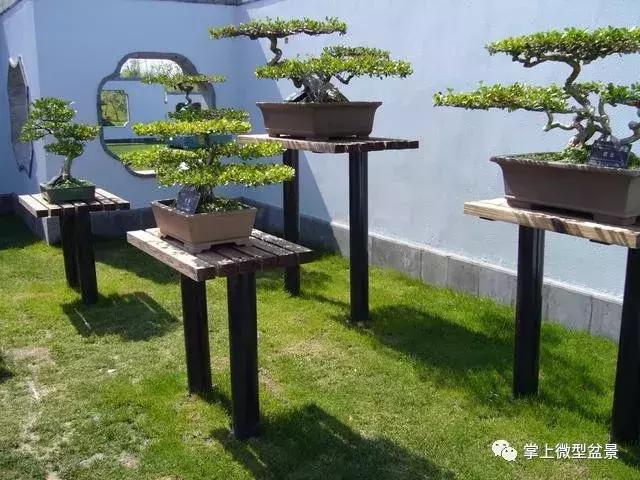 盆景知识与制作图片高清,盆景三枝定位法图解