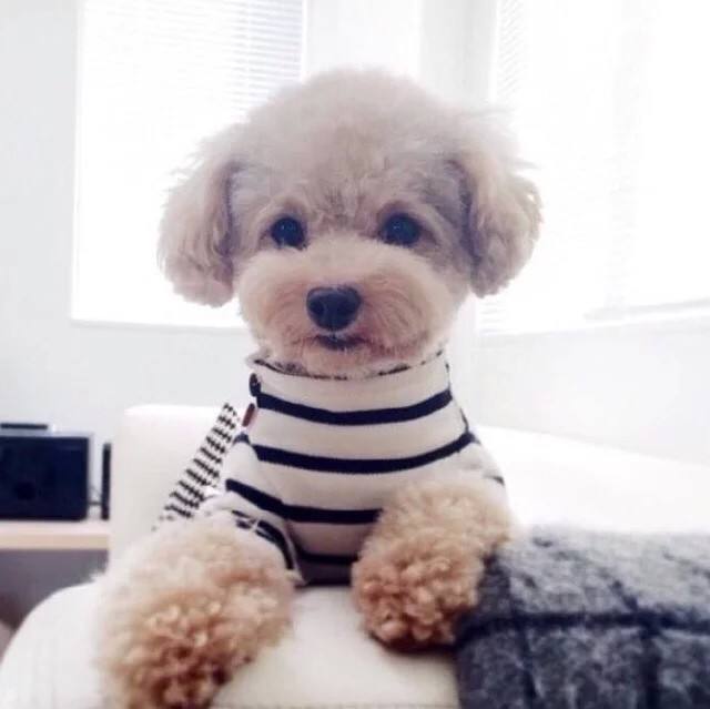 鉴别泰迪犬的优良品种,怎样鉴别泰迪犬是否纯