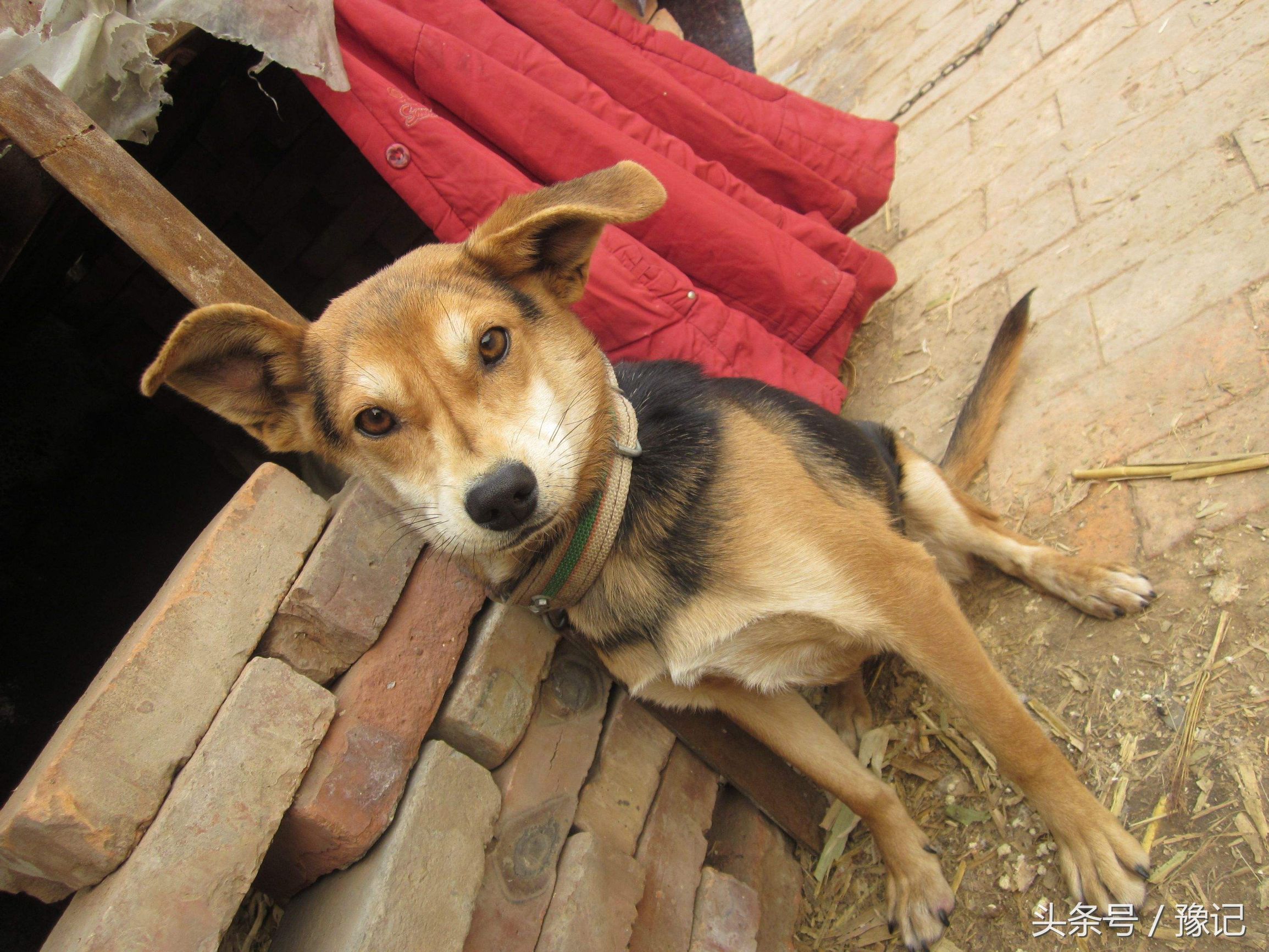 狗年将至，三只狗告诉我什么叫“知心的朋友，暖脚的老狗”