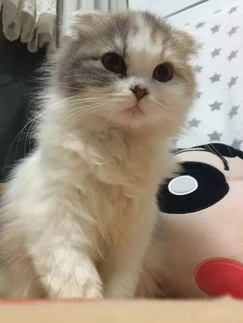 治疗猫癣过程关注什么,猫咪预防猫癣用什么药比较好