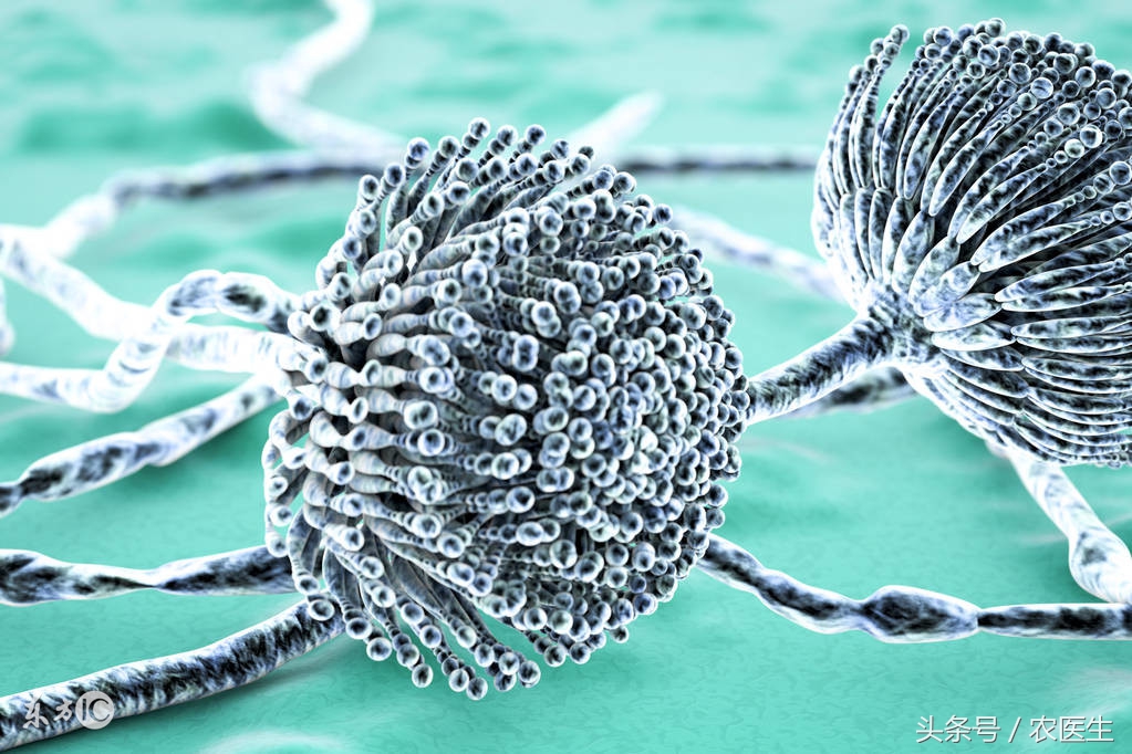 香菇种植有哪些病虫害,香菇虫害防治