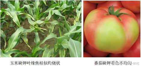 农作物生长发育所需的营养元素,作物生长必备元素的作用