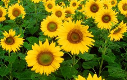 情人节玫瑰价格寓意,情人节送白色和橙色玫瑰花的寓意