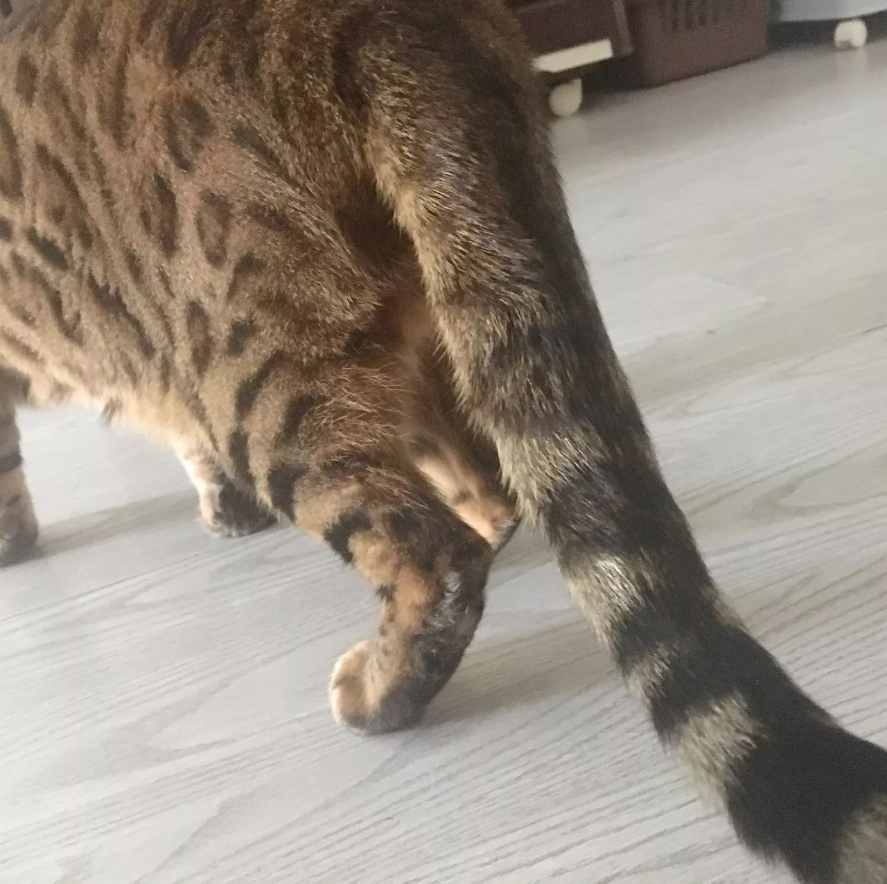 治疗猫癣过程关注什么,猫咪预防猫癣用什么药比较好