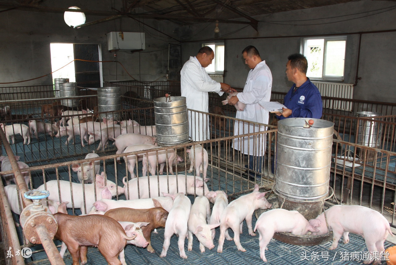 仔猪水肿病怎么治疗,猪肛肿用什么药