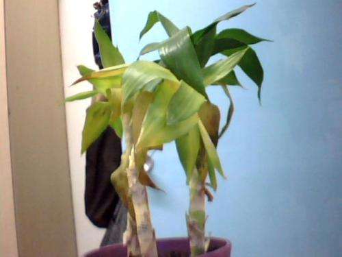 观音竹怎么养才能更旺盛,观音竹叶子发黄怎么办放点儿什么