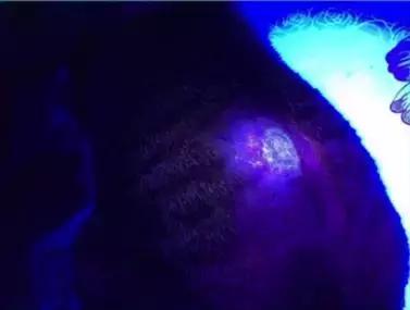 治疗猫癣过程关注什么,猫咪预防猫癣用什么药比较好