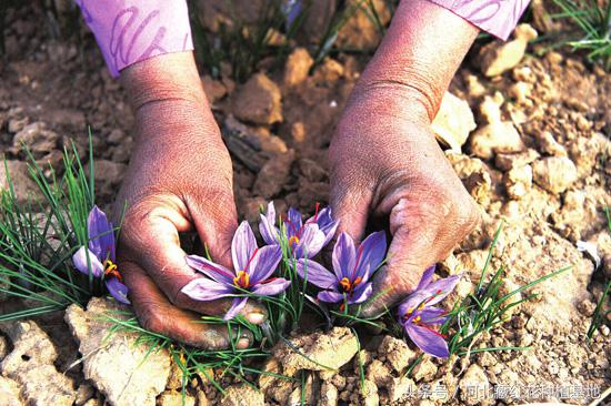 藏红花的味道有一股塑料味,藏红花的味道和功效