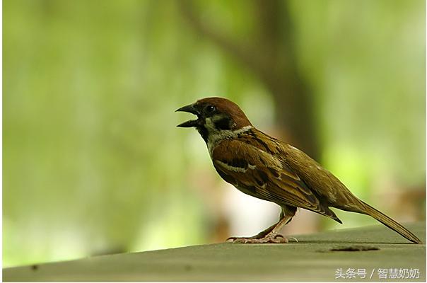 成长日记怎么写,成长日记怎么写三年级