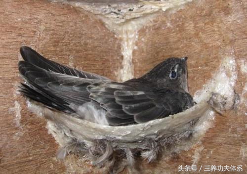 我们吃的燕窝是什么样,我们吃的燕窝是用什么做的