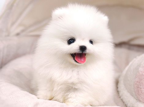 博美俊介是什么狗,博美犬俊介是什么意思