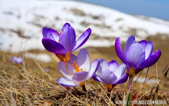 藏红花的味道有一股塑料味,藏红花的味道和功效