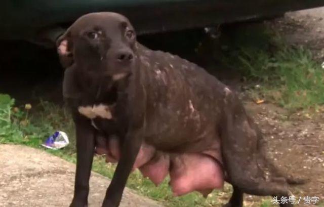 狗妈妈涨奶求助,狗妈妈涨奶最后烂了怎么办