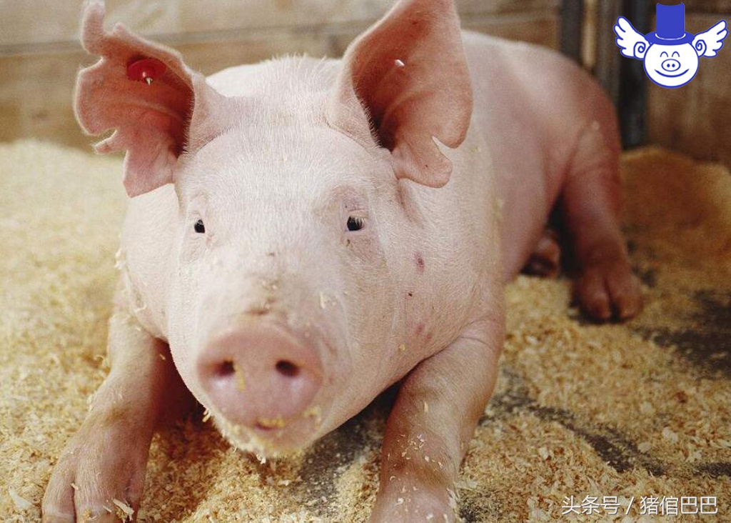 猪身体发白没精神是什么病,猪身发白体温正常不吃食怎么回事