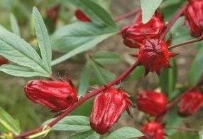 今日养生提醒：十年一见月全食观赏时间，一味中药「洛神花」