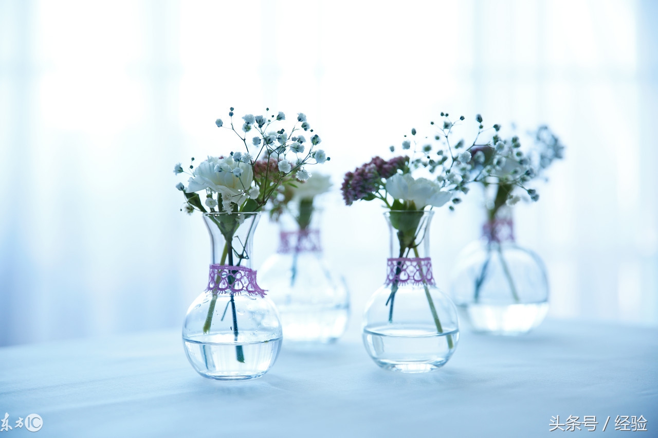 满天星病害治疗方法,满天星病虫害