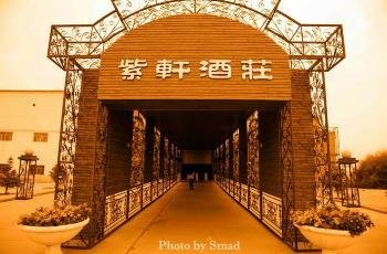 紫轩征文展示：紫轩，我深情的爱恋｜何妮