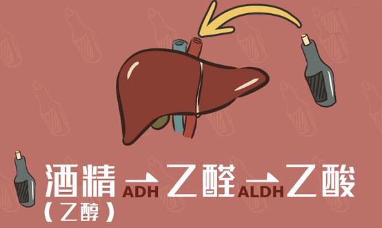 喝酒后红脸和白脸哪个更能喝酒,喝酒红脸和喝酒白脸的哪个身体好