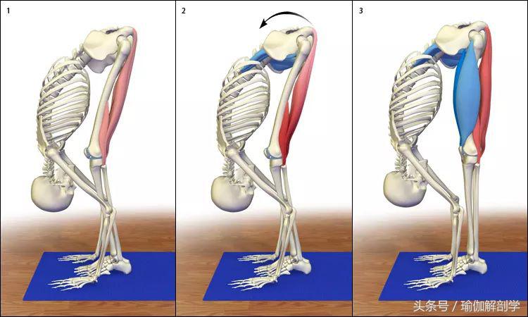 你的肌肉酸痛是怎么一回事啊,肌肉拉伤感受