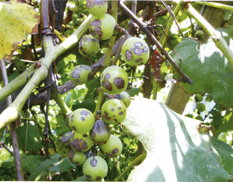 葡萄黑痘病的图片,葡萄黑腐病与黑痘病