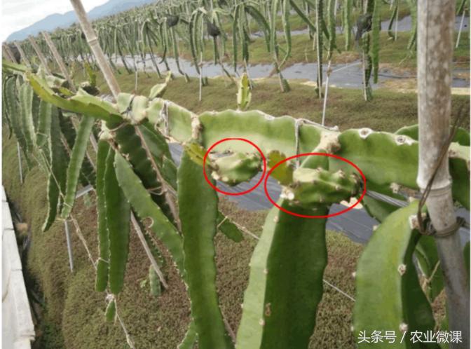 火龙果长芽是怎么回事,火龙果长芽了怎么回事