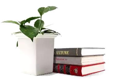 紫轩征文展示：紫轩，我深情的爱恋｜何妮