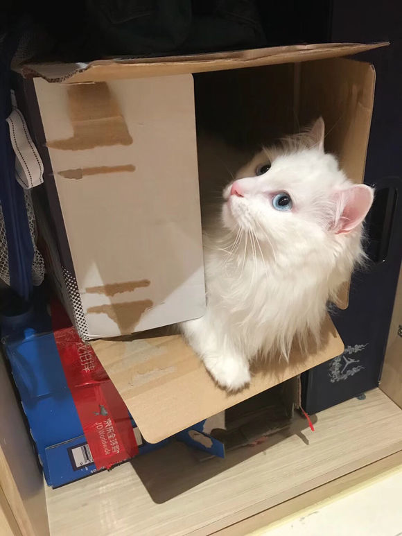 猫奴晒出自家田园猫经常乱叫，网友：这颜值，不说还以为是金吉拉