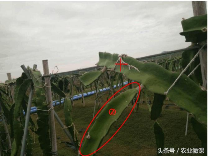 火龙果长芽是怎么回事,火龙果长芽了怎么回事