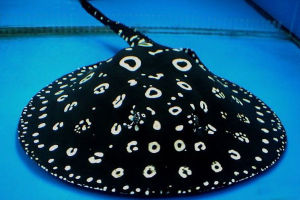 魟鱼养殖知识,谈谈对观赏鱼养殖的认识