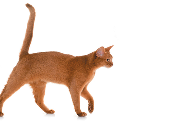 教你看懂猫的行为,如何读懂猫的叫声语言