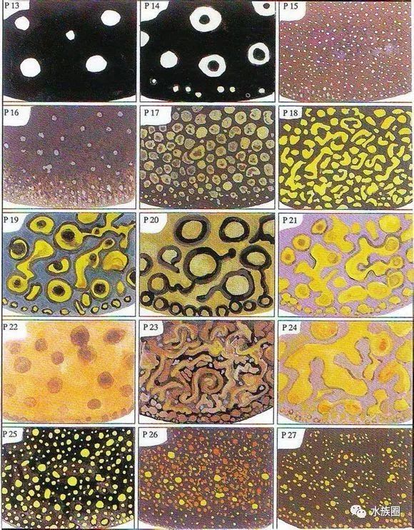 魟鱼养殖技术视频大全,魟鱼饲养入门
