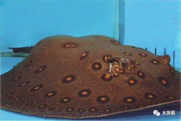 魟鱼养殖技术视频大全,魟鱼饲养入门