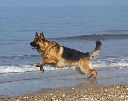 德国黑背牧羊犬能长多大,德国黑背牧羊犬直播间