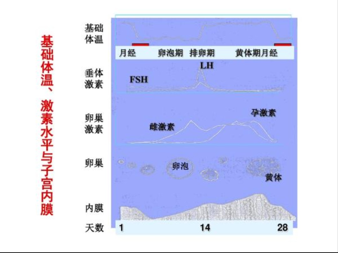 「功血」——本在排卵期，却又来“例假”怎么回事？