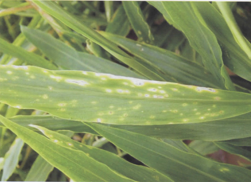 姜斑点病的症状及防治措施