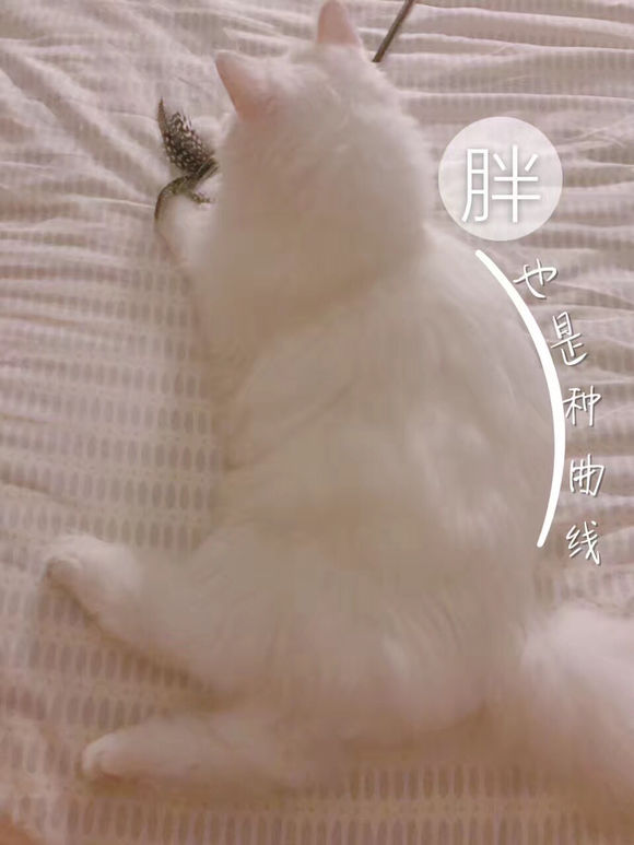 猫奴晒出自家田园猫经常乱叫，网友：这颜值，不说还以为是金吉拉