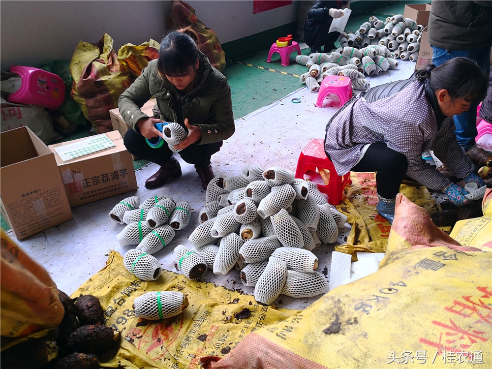 荔浦芋头刘罗锅完整视频,广西桂林荔浦芋头哪里最好