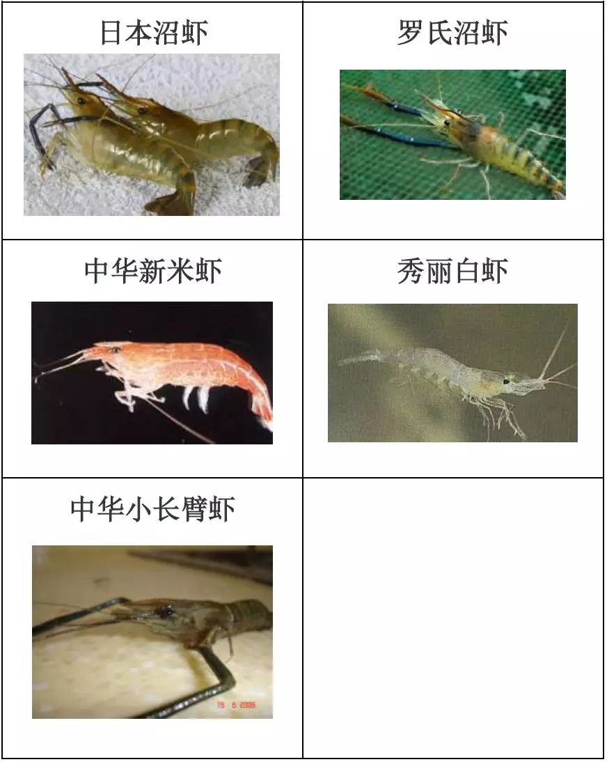 水产品种类及图片,常见的淡水鱼你认识多少