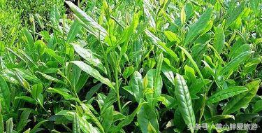 陆羽茶经茶之源原文,陆羽茶经的精髓