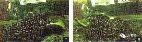 魟鱼养殖技术视频大全,魟鱼饲养入门