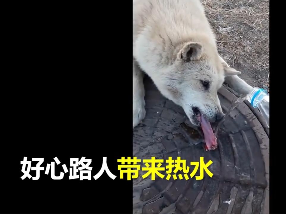 狗狗舌头舔下井盖,狗舌头粘井盖