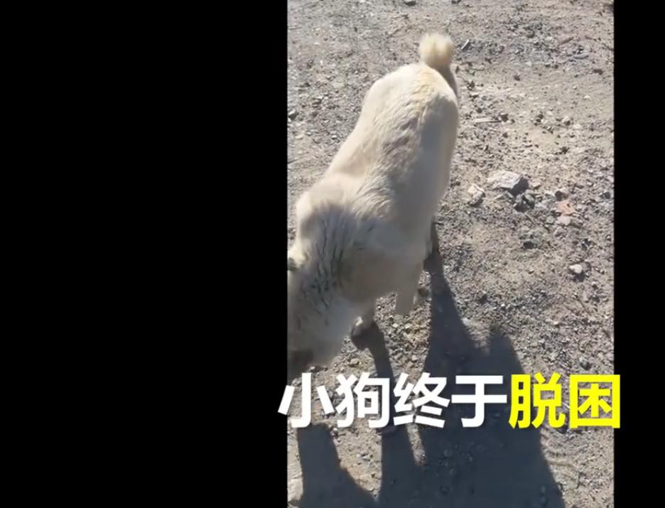 狗狗舌头舔下井盖,狗舌头粘井盖