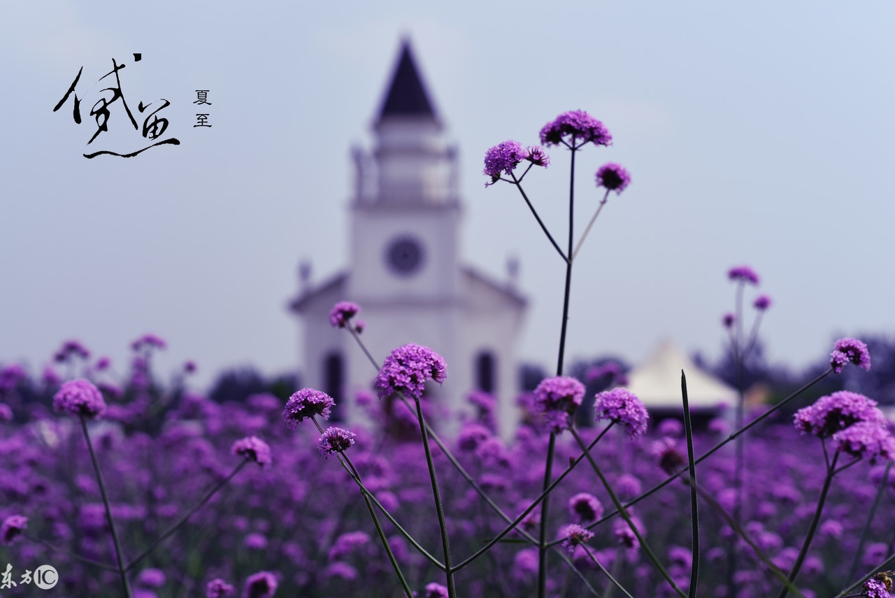 薰衣草传说,薰衣草花语歌曲